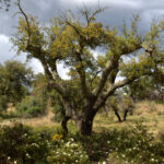 Avocadoanbau bedroht Portugals Naturreservate: Ein kritischer Blick auf die Zerstörung am Fluss Sado