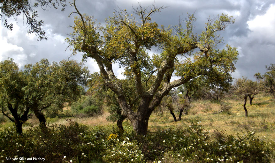 Avocadoanbau bedroht Portugals Naturreservate: Ein kritischer Blick auf die Zerstörung am Fluss Sado