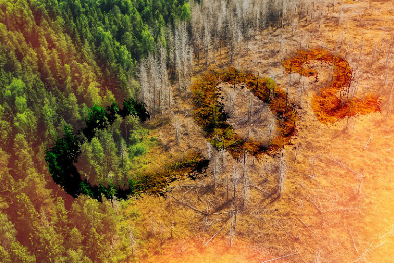 die Fähigkeit der Wälder CO2 zu speichern nehmen ab